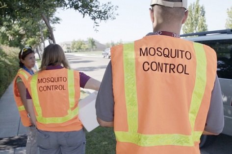 Alphabet намерен бороться с вирусом Зика с помощью зараженных комаров