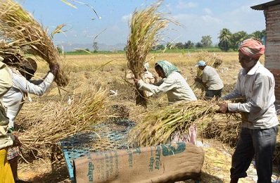 Индийские фермеры намерены использовать ИИ-технологии от Microsoft для увеличения урожая