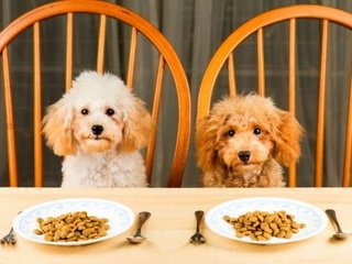 Как выбрать качественный корм для собак?