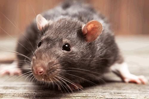 Дератизация - уничтожение мышей с долгосрочным эффектом