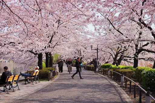 Парк в Японии недосчитался 25 млн иен из-за продавца билетов, стеснявшегося брать с посетителей деньги