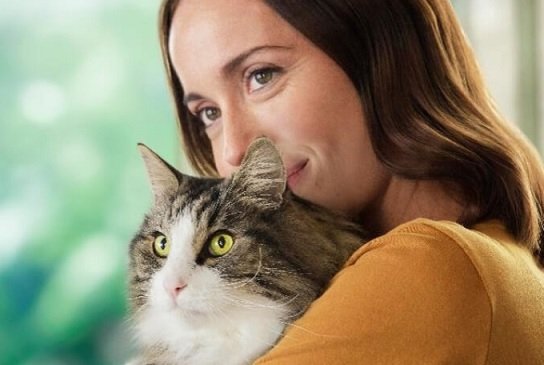 Nestle запустила производство кошачьего корма, снижающего аллергическую реакцию